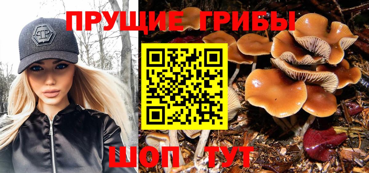 где купить наркотик  Вход с VPN  Рославль  Галлюциногенные грибы Psilocybe 